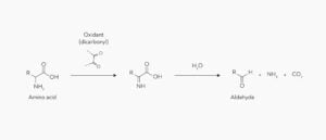 Strecker Degradation Reaction